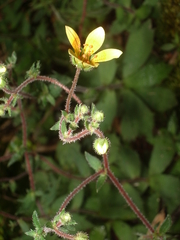 Saxifraga substrigosa