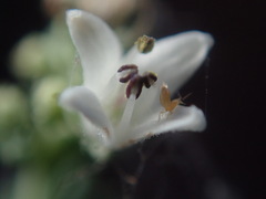 Aloysia