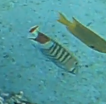 Chaetodon paucifasciatus