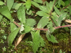 Saxifraga substrigosa