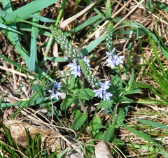 Veronica prostrata