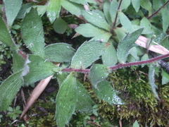 Saxifraga substrigosa