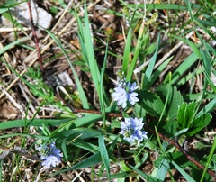 Veronica prostrata