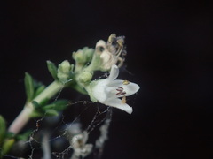 Aloysia