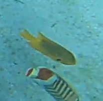 Pomacentrus sulfureus