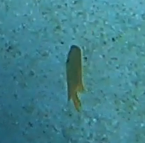 Pomacentrus sulfureus