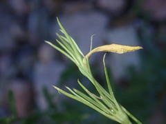 Menodora