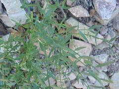 Menodora
