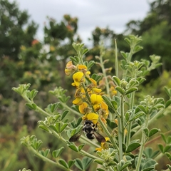 Crotalaria monteiroi