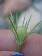 Menodora