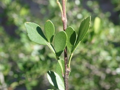Fraxinus greggii