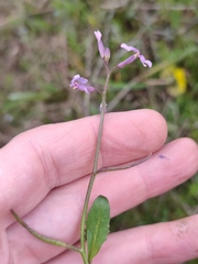 Chorispora tenella
