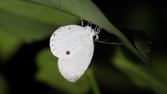 Neopithecops zalmora