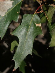Quercus gravesii