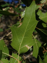 Quercus gravesii