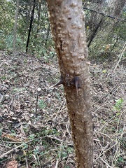Robinia pseudoacacia