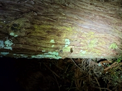 Prionoplus reticularis