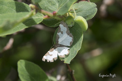 Lomaspilis marginata