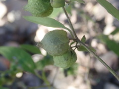 Physalis solanacea