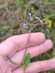 Chorispora tenella