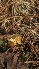 Hygrophorus