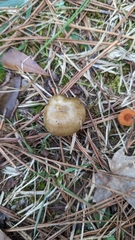 Hygrophorus