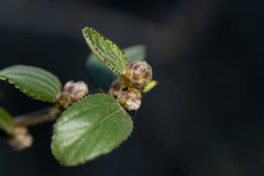 Ceanothus tomentosus