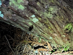 Prionoplus reticularis