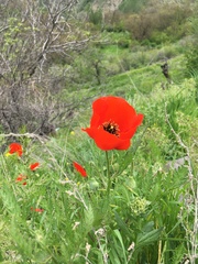 Papaver
