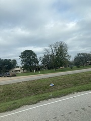 Phoradendron leucarpum