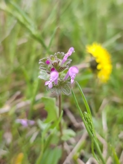 Lamium amplexicaule orientale