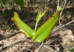 Terminalia elliptica