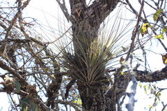 Tillandsia juncea