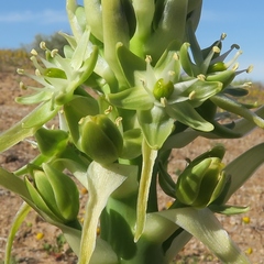 Ornithogalum xanthochlorum