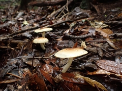 Limacella