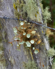 Usnea rubicunda