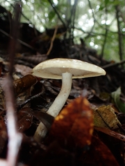 Limacella