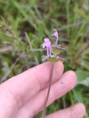 Lamium amplexicaule orientale