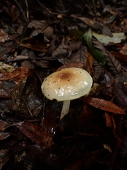 Limacella