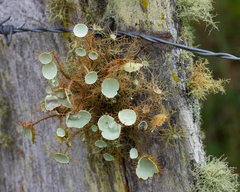 Usnea rubicunda