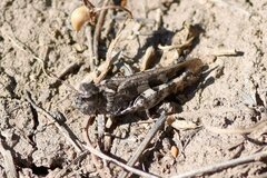 Encoptolophus costalis