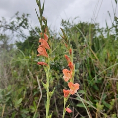 Gladiolus densiflorus