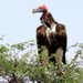 Lappet-faced Vulture - Photo (c) Gigi Laidler, some rights reserved (CC BY-NC), uploaded by Gigi Laidler