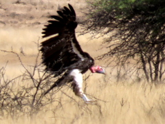 Torgos tracheliotos tracheliotos