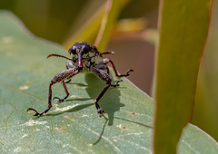 Rhinotia suturalis