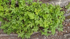 Acaena ovalifolia