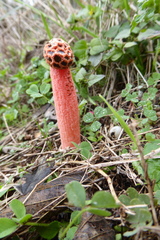 Simblum sphaerocephalum