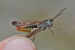 Chorthippus eisentrauti