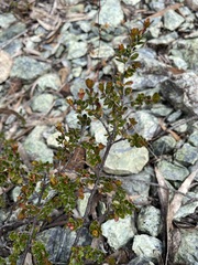 Micrantheum serpentinum