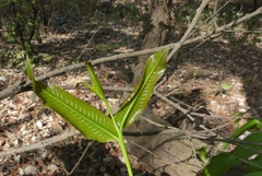 Terminalia elliptica